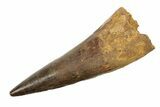 Real Fossil Spinosaurus Tooth - Composite Tooth #268877-1